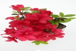 Azalia japońska Rubinstern 15cm